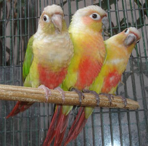 dilute conure|american dilute feather tree.